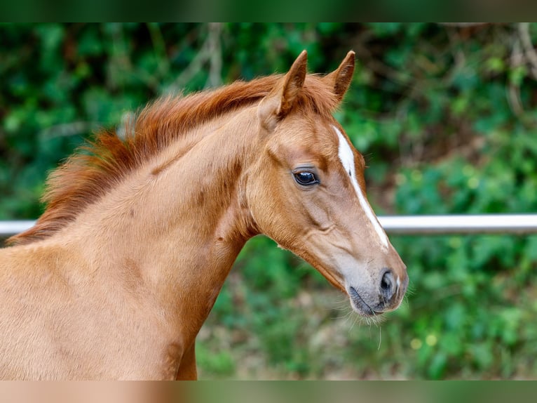 Deutsches Reitpony Hengst Fohlen (05/2025) Fuchs in Vechta