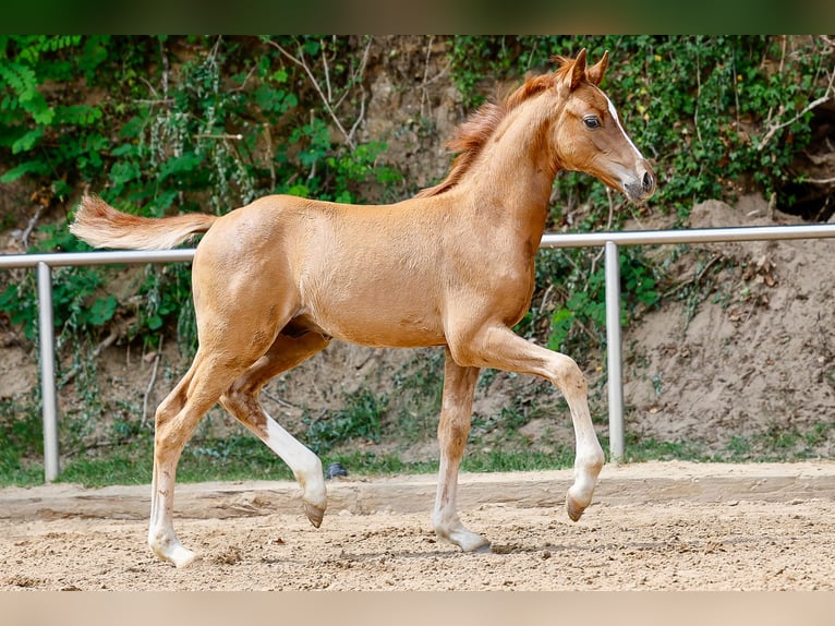 Deutsches Reitpony Hengst Fohlen (05/2025) Fuchs in Vechta
