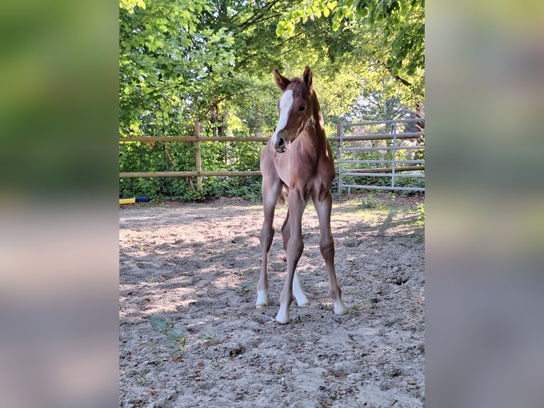 Deutsches Reitpony Hengst  Fuchs in Holste