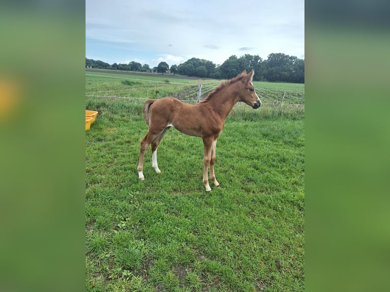 Deutsches Reitpony Hengst  Fuchs in Holste