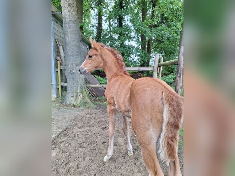 Deutsches Reitpony Hengst  Fuchs in Holste