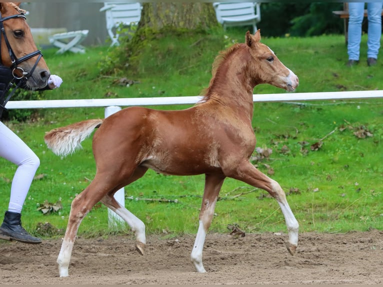 Deutsches Reitpony Hengst Fohlen (05/2024) Fuchs in Viöl