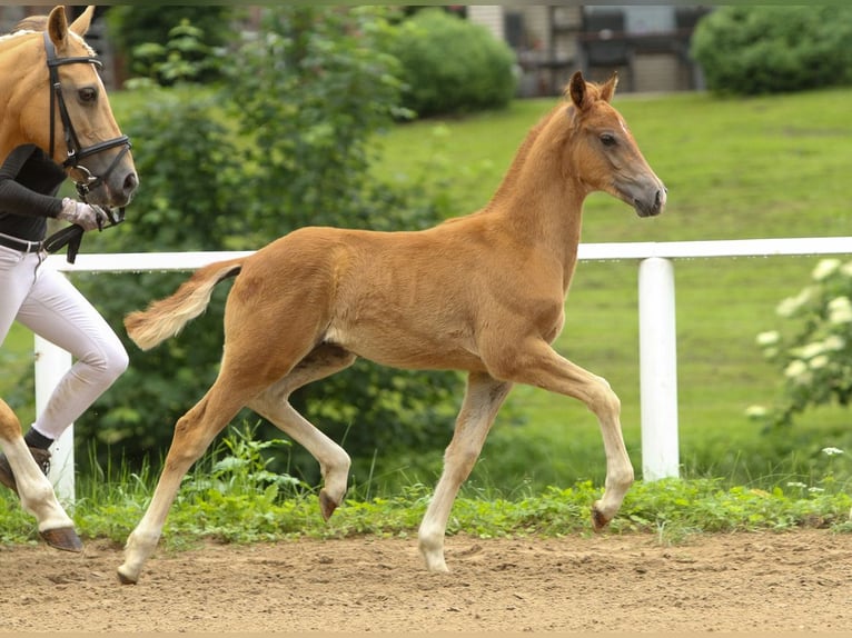 Deutsches Reitpony Hengst Fohlen (04/2024) Fuchs in Viöl