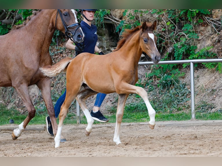 Deutsches Reitpony Hengst Fohlen (04/2025) Fuchs in Vlotho