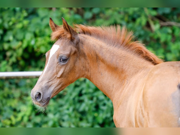 Deutsches Reitpony Hengst Fohlen (04/2025) Fuchs in Vlotho