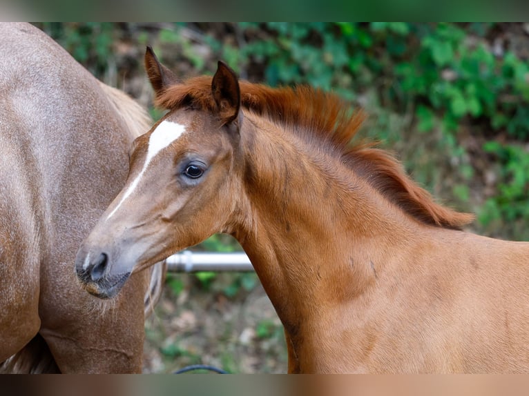 Deutsches Reitpony Hengst Fohlen (04/2025) Fuchs in Vlotho