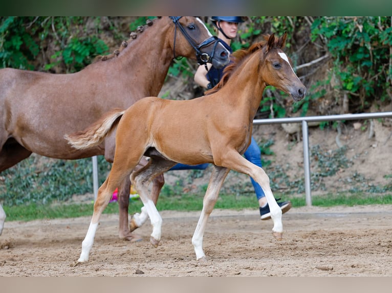 Deutsches Reitpony Hengst Fohlen (04/2025) Fuchs in Vlotho