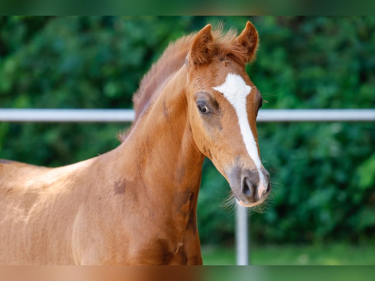 Deutsches Reitpony Hengst Fohlen (05/2025) Fuchs in Wangerland