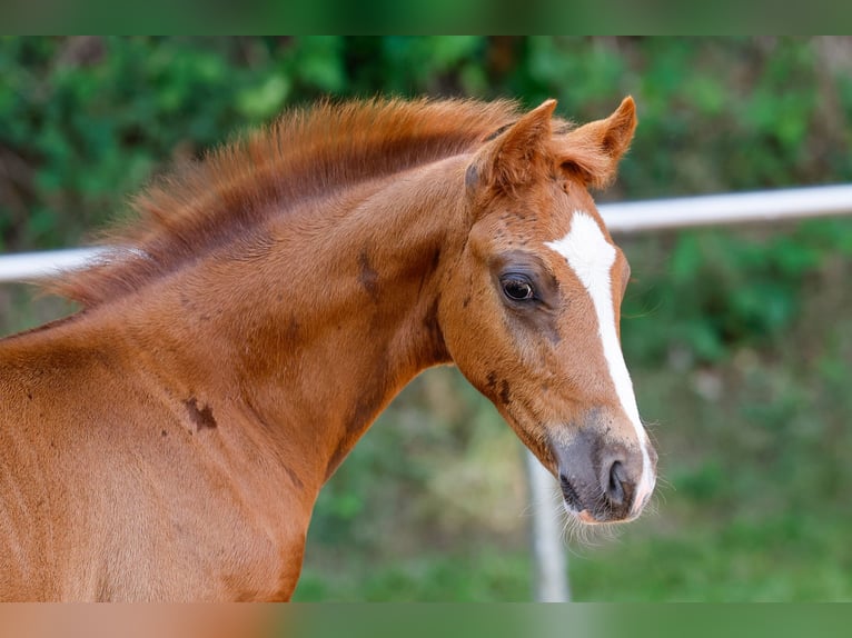 Deutsches Reitpony Hengst Fohlen (05/2025) Fuchs in Wangerland