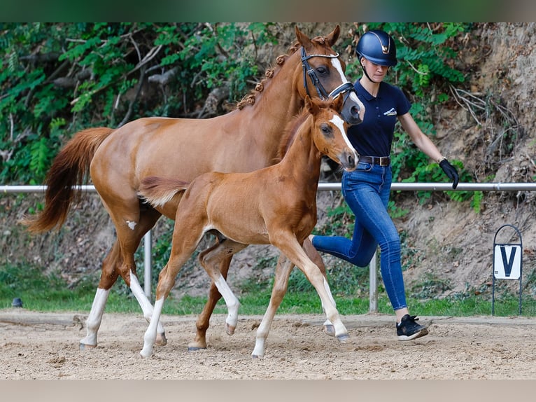 Deutsches Reitpony Hengst Fohlen (05/2025) Fuchs in Wangerland
