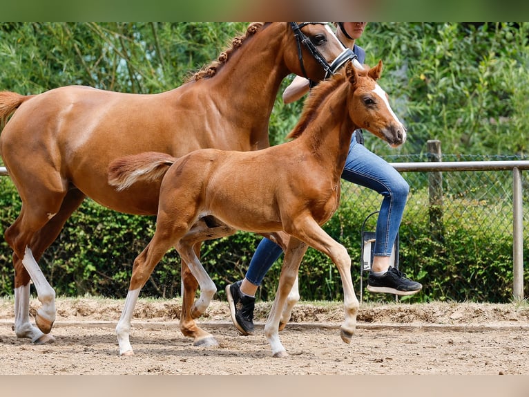 Deutsches Reitpony Hengst Fohlen (05/2025) Fuchs in Wangerland