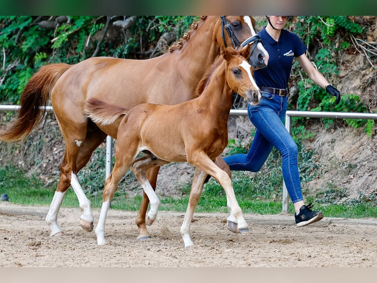 Deutsches Reitpony Hengst Fohlen (05/2025) Fuchs in Wangerland