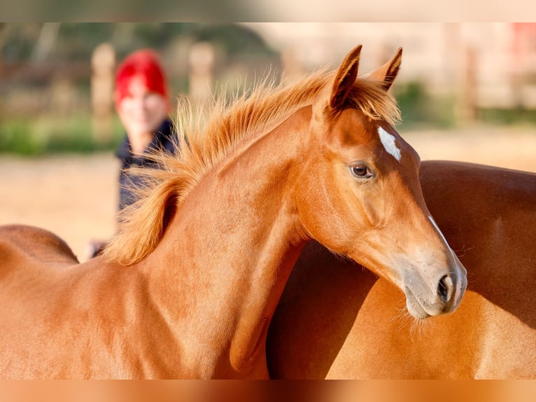 Deutsches Reitpony Hengst Fohlen (01/2025) Fuchs in Wegeleben