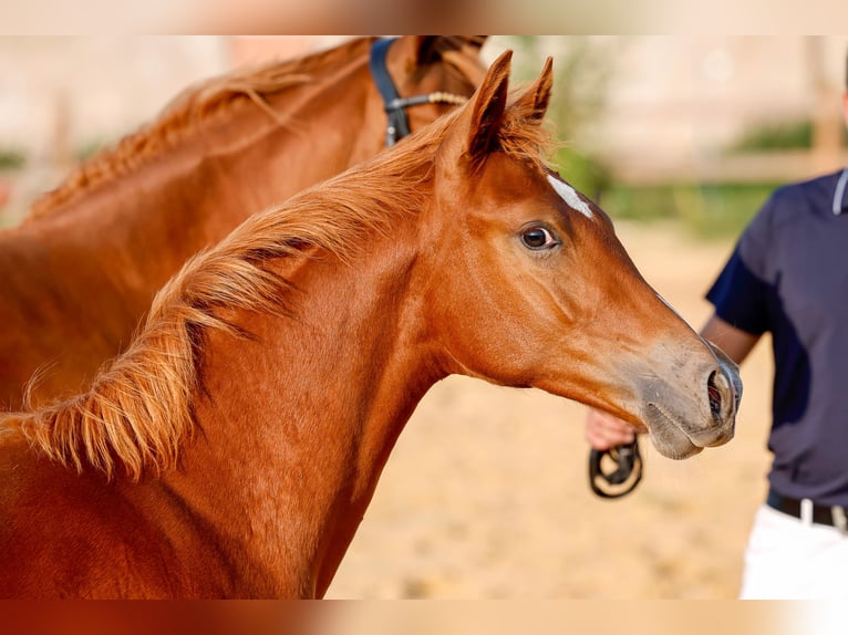 Deutsches Reitpony Hengst Fohlen (01/2025) Fuchs in Wegeleben