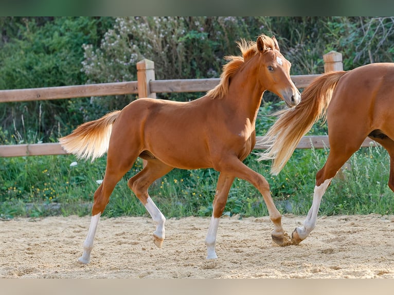 Deutsches Reitpony Hengst Fohlen (01/2025) Fuchs in Wegeleben