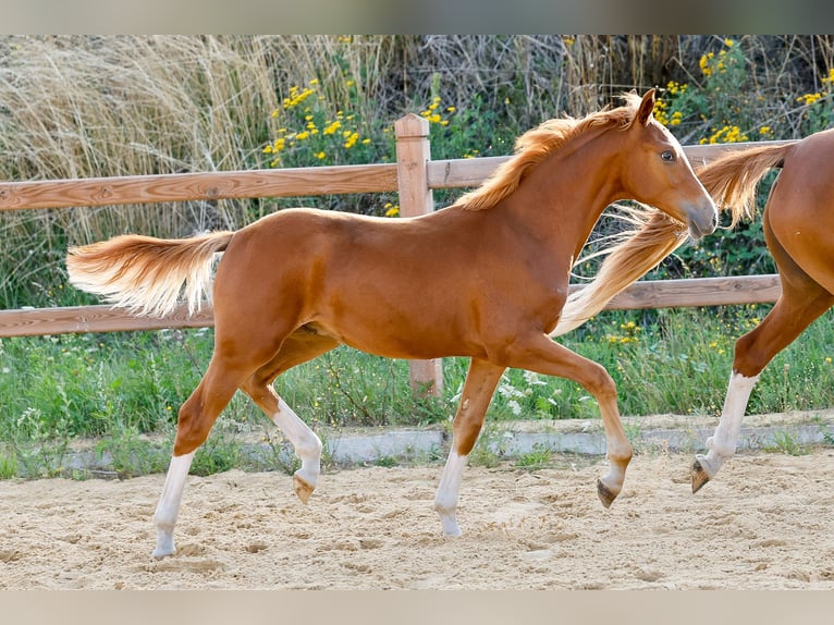 Deutsches Reitpony Hengst Fohlen (01/2025) Fuchs in Wegeleben