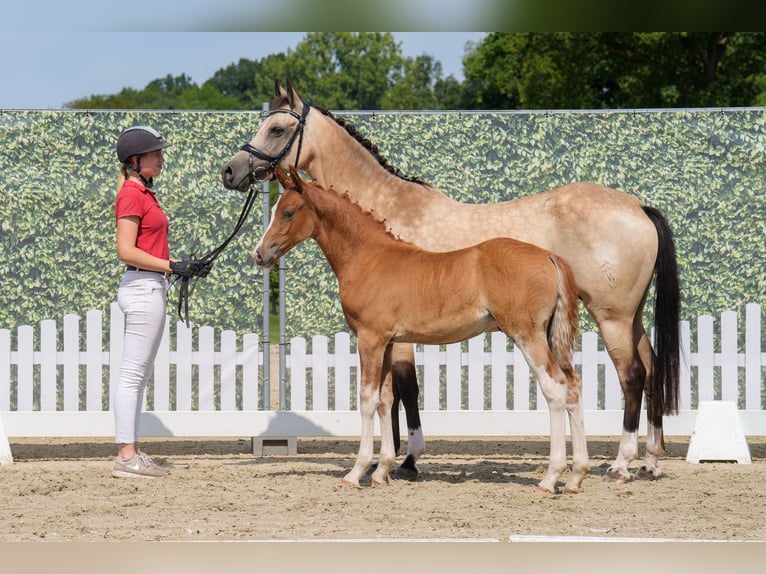 Deutsches Reitpony Hengst Fohlen (05/2025) Fuchs in Witten