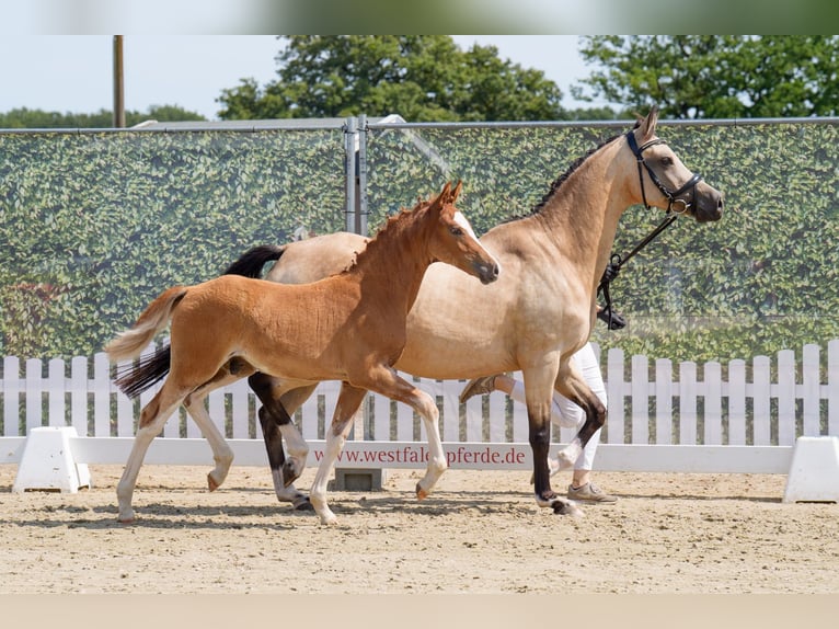 Deutsches Reitpony Hengst Fohlen (05/2025) Fuchs in Witten