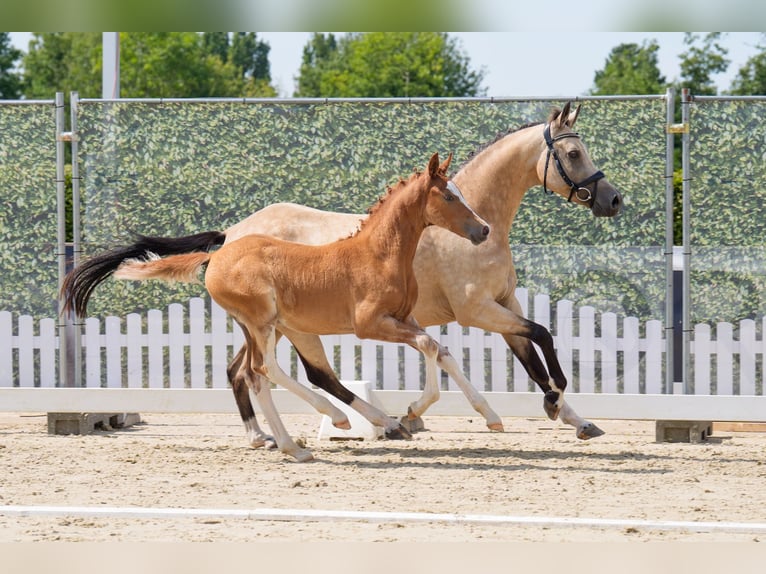 Deutsches Reitpony Hengst Fohlen (05/2025) Fuchs in Witten