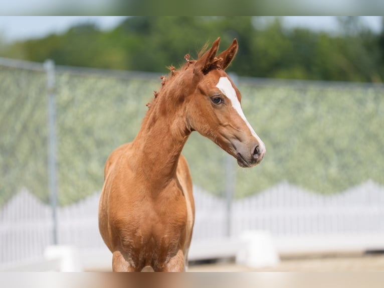 Deutsches Reitpony Hengst Fohlen (05/2025) Fuchs in Witten
