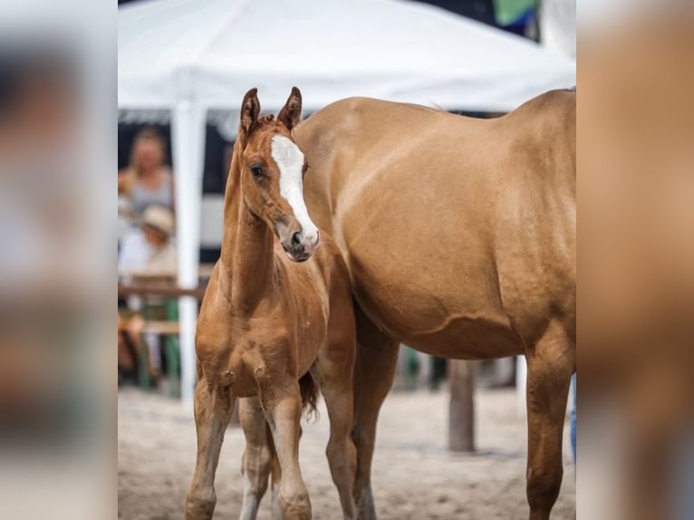Deutsches Reitpony Hengst Fohlen (05/2026) Fuchs in Alpen