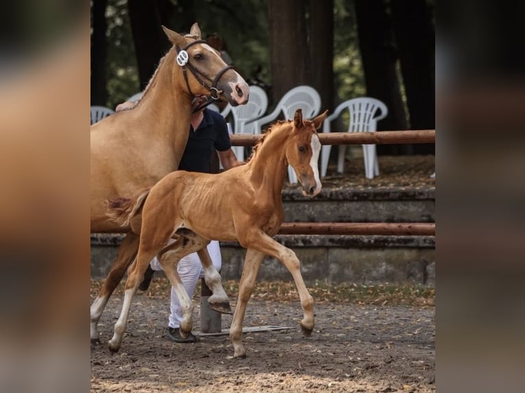 Deutsches Reitpony Hengst Fohlen (05/2026) Fuchs in Alpen