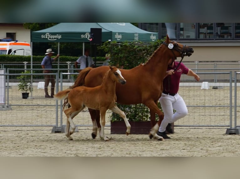 Deutsches Reitpony Hengst Fohlen (05/2025) Fuchs in Jessen (Elster) Buschkuhnsdorf