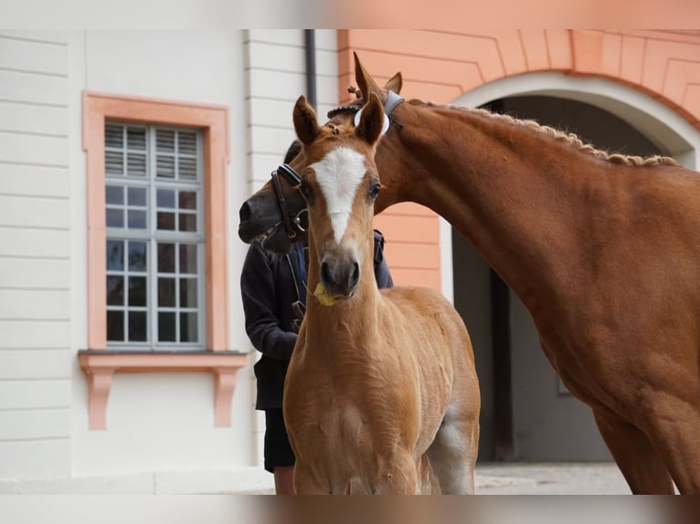 Deutsches Reitpony Hengst Fohlen (05/2025) Fuchs in Jessen (Elster) Buschkuhnsdorf