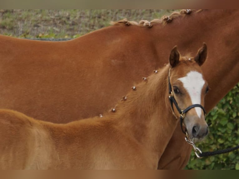 Deutsches Reitpony Hengst Fohlen (05/2025) Fuchs in Jessen (Elster) Buschkuhnsdorf
