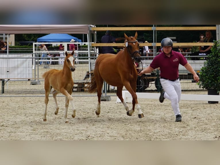 Deutsches Reitpony Hengst Fohlen (05/2025) Fuchs in Jessen (Elster) Buschkuhnsdorf