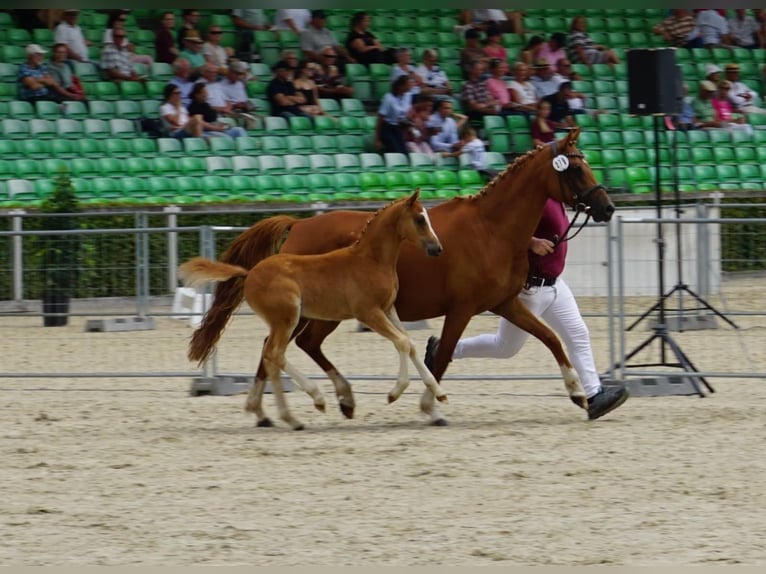 Deutsches Reitpony Hengst Fohlen (05/2025) Fuchs in Jessen (Elster) Buschkuhnsdorf