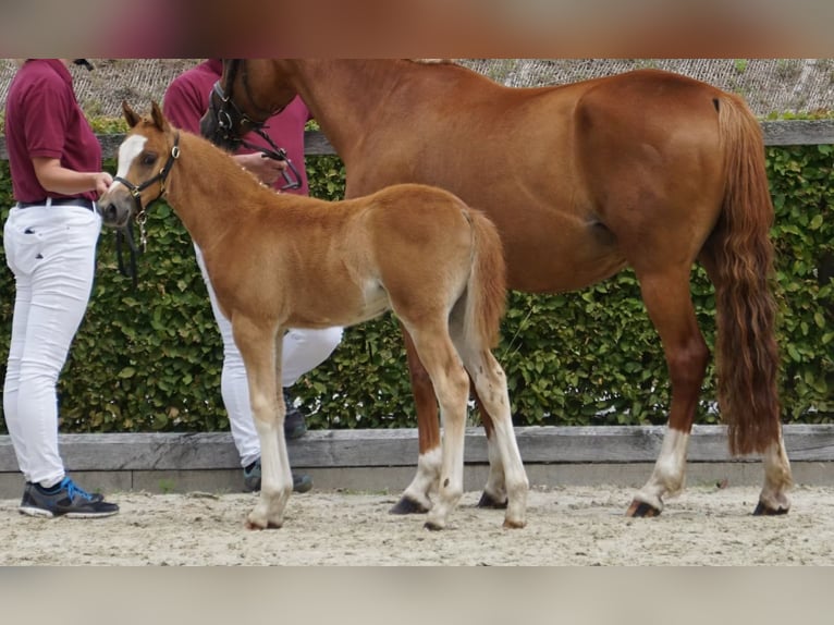 Deutsches Reitpony Hengst Fohlen (05/2025) Fuchs in Jessen (Elster) Buschkuhnsdorf