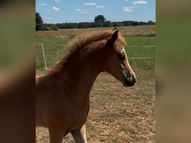 Deutsches Reitpony Hengst Fohlen (05/2025) Fuchs in Jessen (Elster) Buschkuhnsdorf