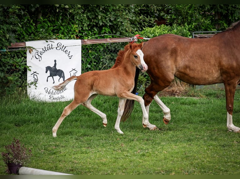Deutsches Reitpony Hengst  Fuchs in Dinklage