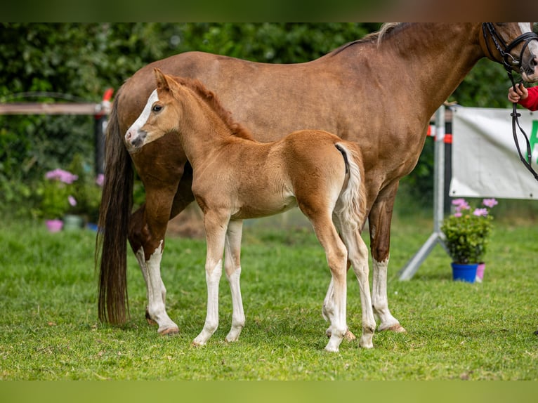 Deutsches Reitpony Hengst  Fuchs in Dinklage