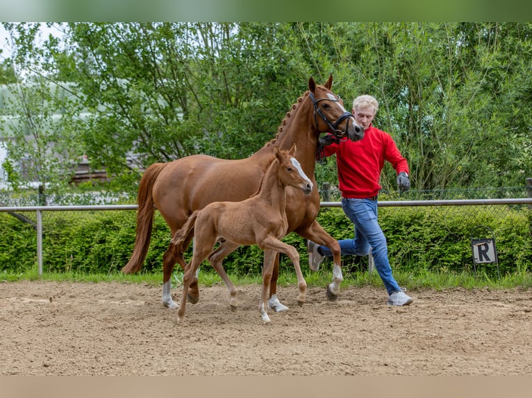 Deutsches Reitpony Hengst  Fuchs in Emstek