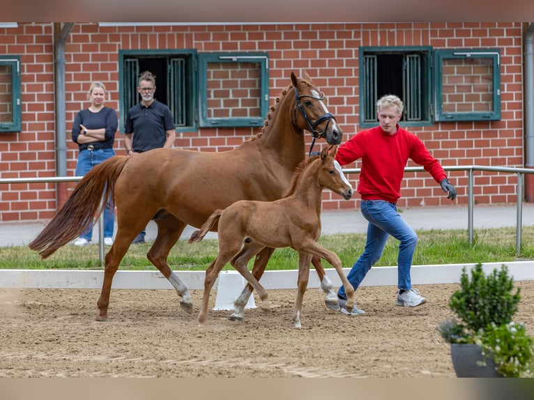 Deutsches Reitpony Hengst  Fuchs in Emstek