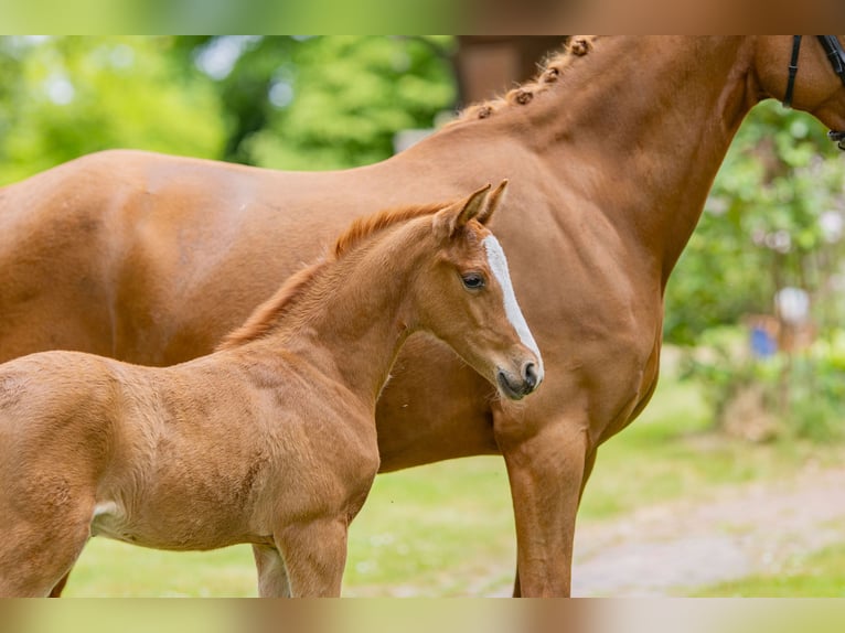 Deutsches Reitpony Hengst  Fuchs in Emstek