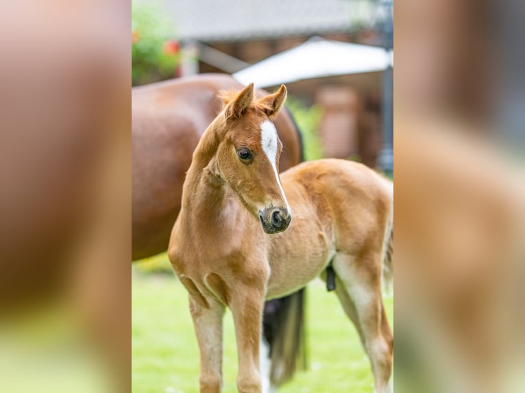 Deutsches Reitpony Hengst  Fuchs in Freren