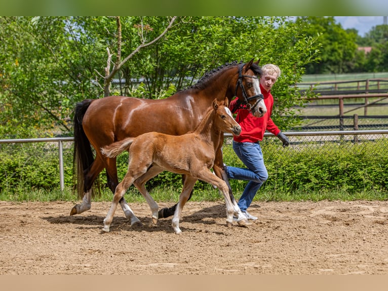 Deutsches Reitpony Hengst  Fuchs in Freren