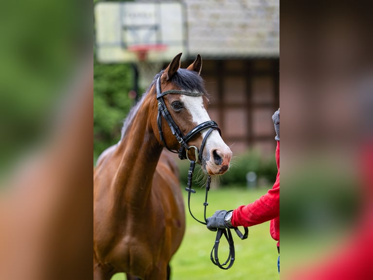 Deutsches Reitpony Hengst  Fuchs in Freren
