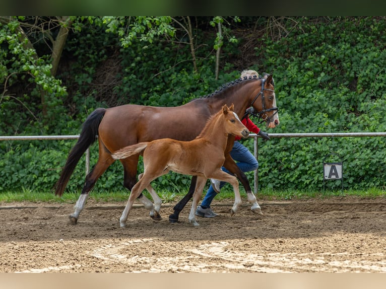 Deutsches Reitpony Hengst  Fuchs in Freren