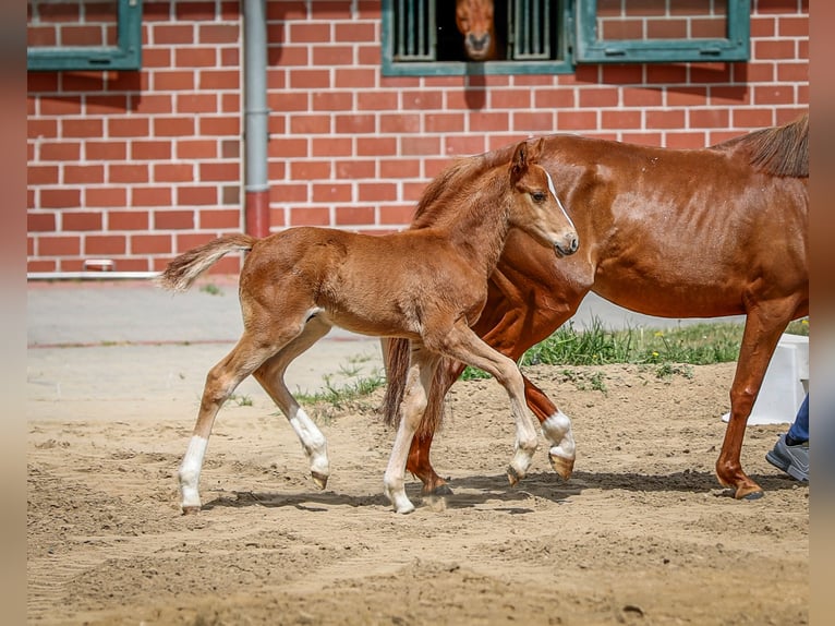 Deutsches Reitpony Hengst  Fuchs in Lingen