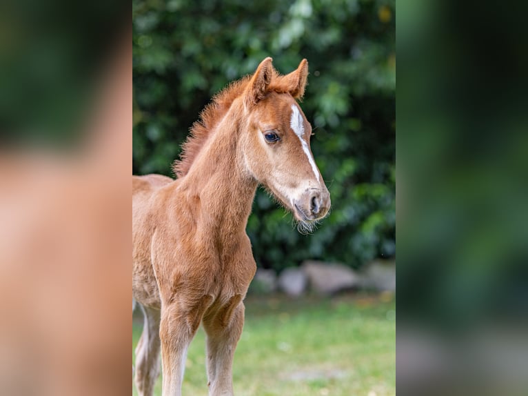 Deutsches Reitpony Hengst  Fuchs in Lingen