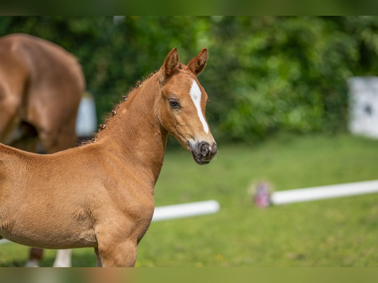 Deutsches Reitpony Hengst  Fuchs in Vechta