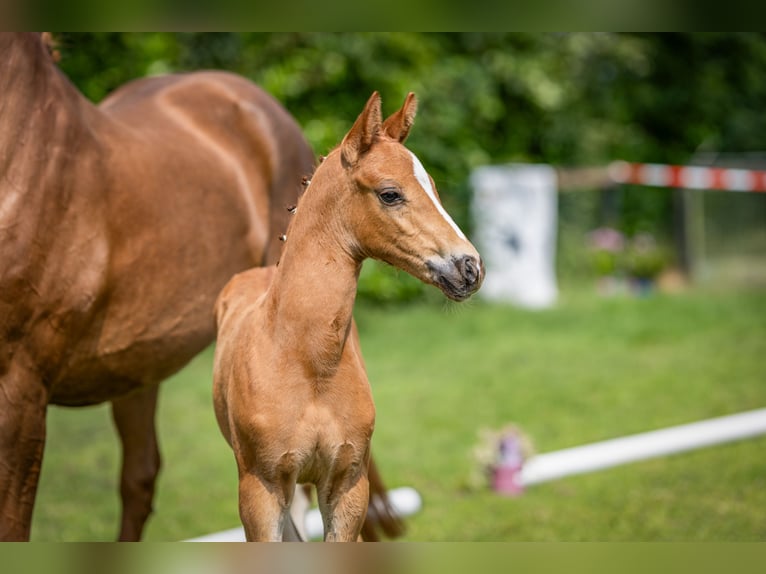 Deutsches Reitpony Hengst  Fuchs in Vechta