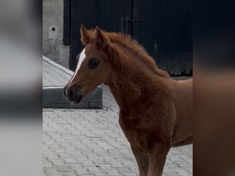 Deutsches Reitpony Hengst Fohlen (04/2026) Fuchs in WuppertalWuppertal