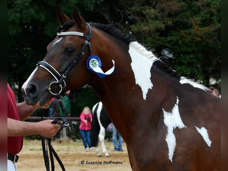 Deutsches Reitpony Hengst Fohlen (04/2024) Fuchs in Mörsdorf