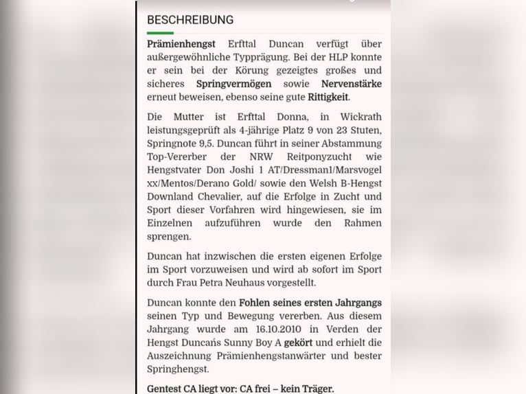 Deutsches Reitpony Hengst Fohlen (05/2026) Fuchs in Milower Land