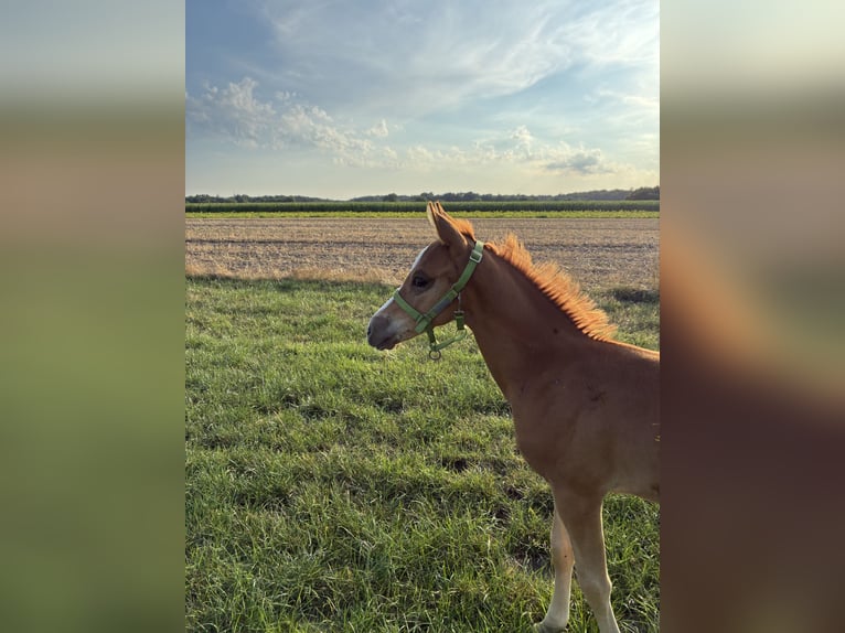 Deutsches Reitpony Hengst Fohlen (06/2026) Fuchs in GyhumZeven